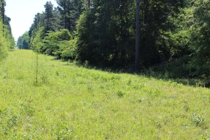 A tranquil, undeveloped expanse, offering a natural canvas for growth and natural serenity.