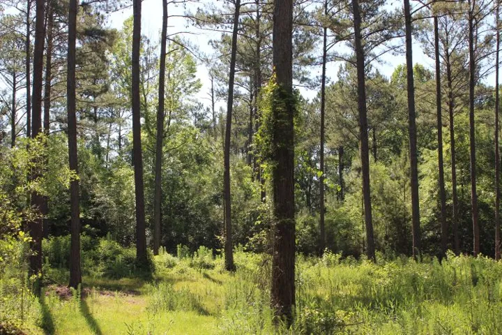 Lush woodlands offer natural privacy and serene forest views.