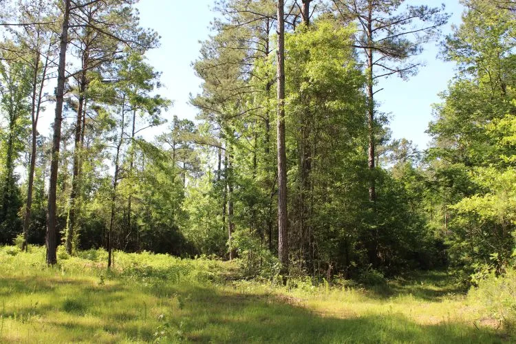 Mature trees and lush undergrowth define this tranquil, wooded property.