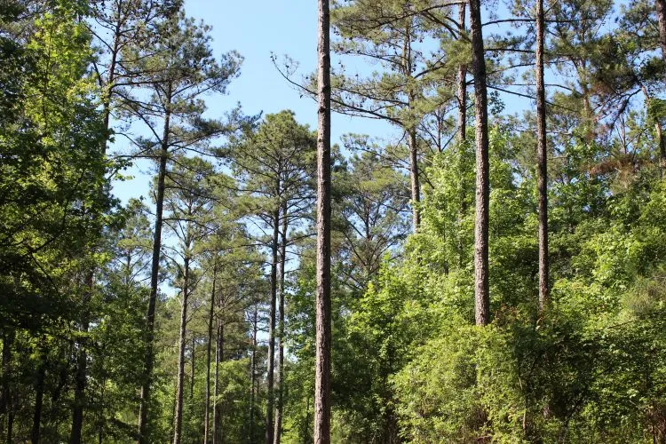 Mature trees and lush greenery offer a peaceful, private woodland setting.
