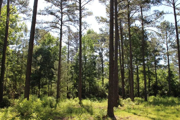 Mature trees and lush undergrowth define this expansive, naturally wooded property.
