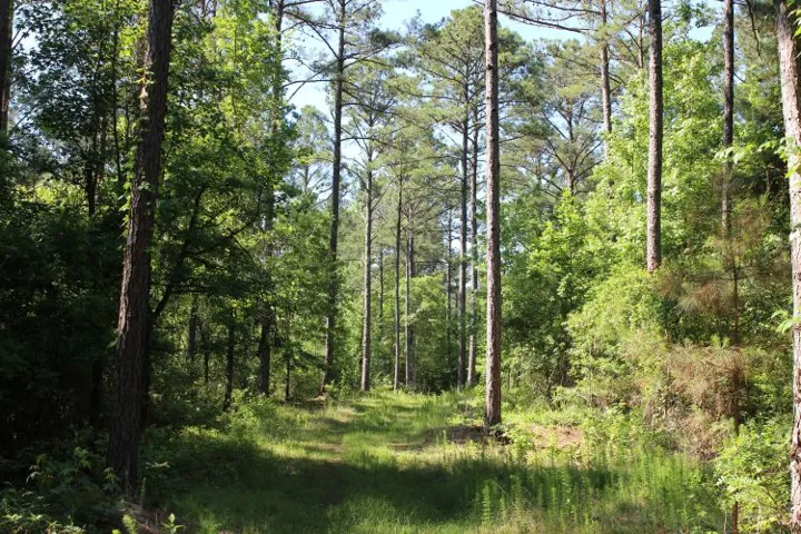 Discover a tranquil forest setting with tall trees and a winding roadway.