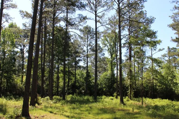 A sun-dappled landscape features a dense array of towering pines and lush undergrowth.