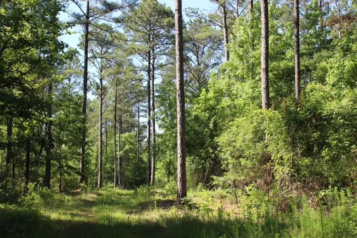 Secluded forest property provides a tranquil natural setting for your private estate.