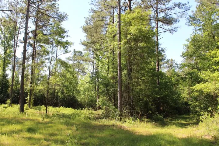 Mature trees and lush undergrowth define this tranquil, wooded property.