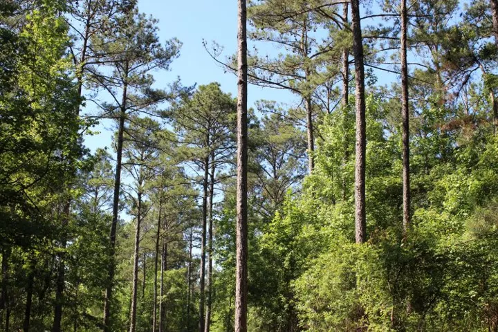 Mature trees and lush greenery offer a peaceful, private woodland setting.