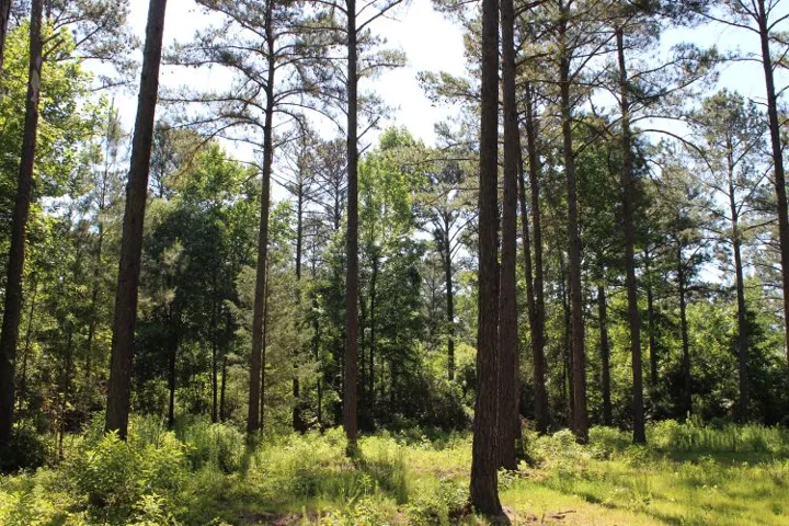 Mature trees and lush undergrowth define this expansive, naturally wooded property.