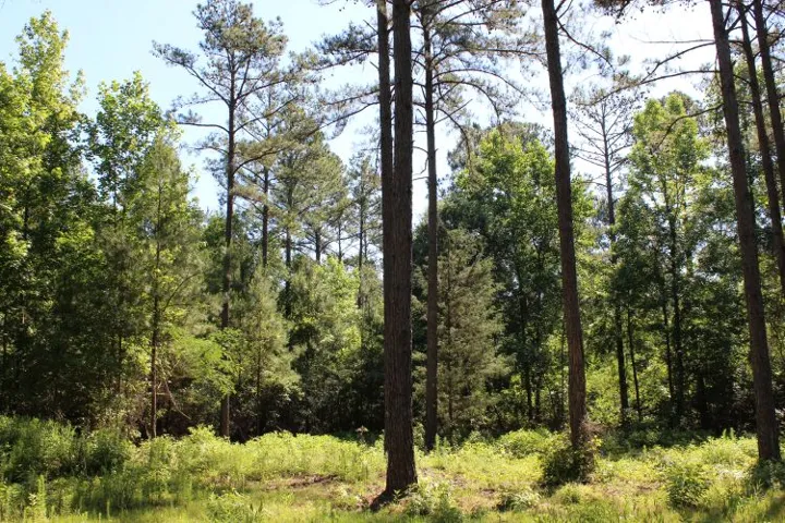 A tranquil, tree-filled landscape offers a serene natural setting for potential development.