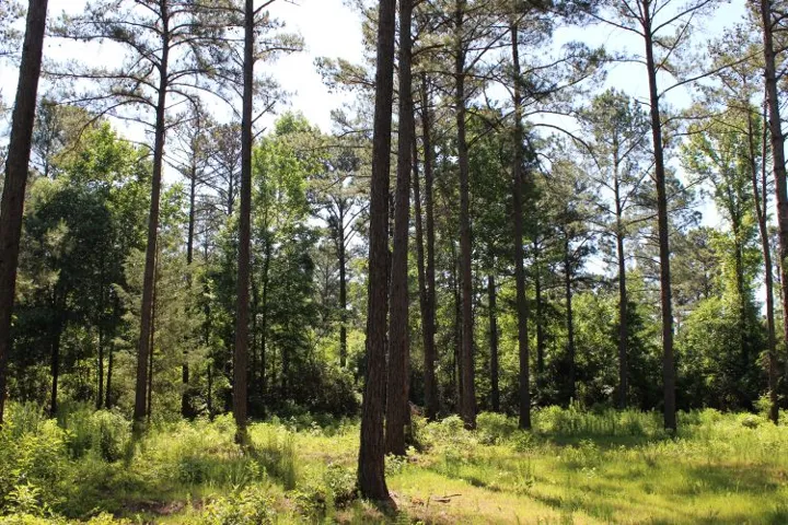 Discover a naturally wooded property, perfect for building your tranquil retreat amidst towering trees.