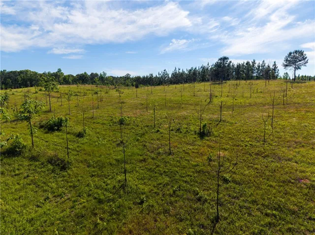 A vast, verdant field features numerous young trees under an expansive sky.