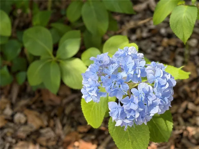 Lush landscaping adds vibrant color and natural beauty to the property's surroundings.