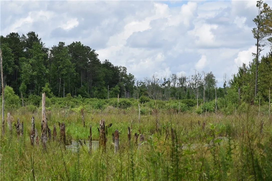 A tranquil marshland vista unfolds, offering a glimpse into untouched natural beauty.