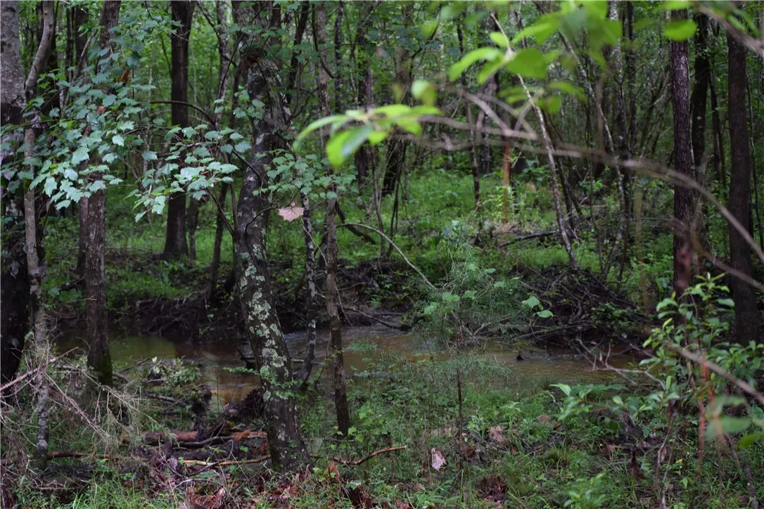 A tranquil stream meanders through a dense, verdant forest, offering a serene natural backdrop.