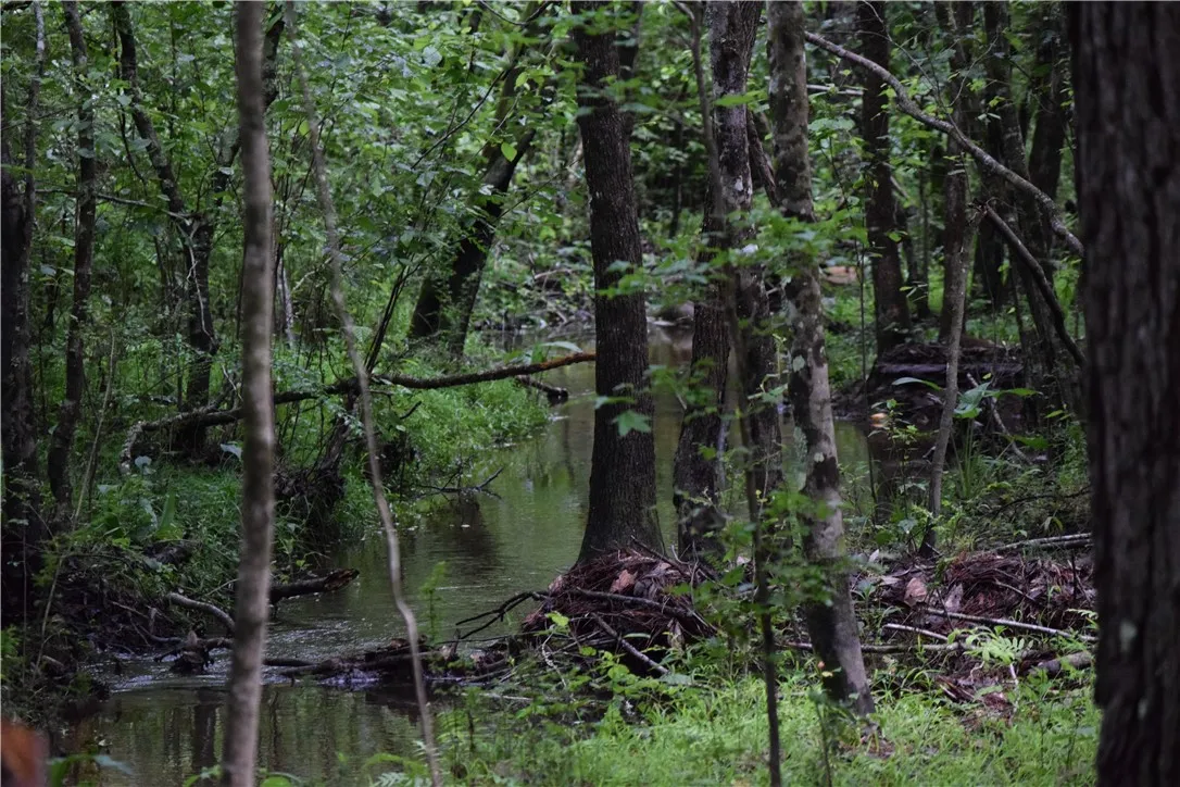 A tranquil stream meanders through a dense, verdant forest.