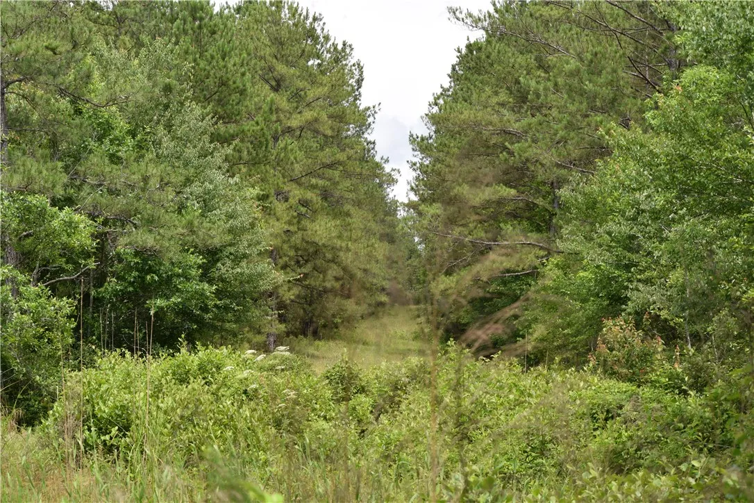 Mature trees frame a verdant, natural setting, ideal for privacy and future development.