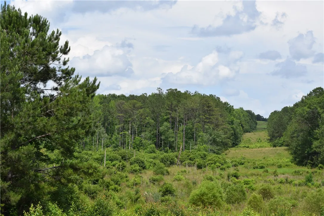 A verdant landscape offers mature trees and a sprawling meadow, ideal for building a secluded estate.