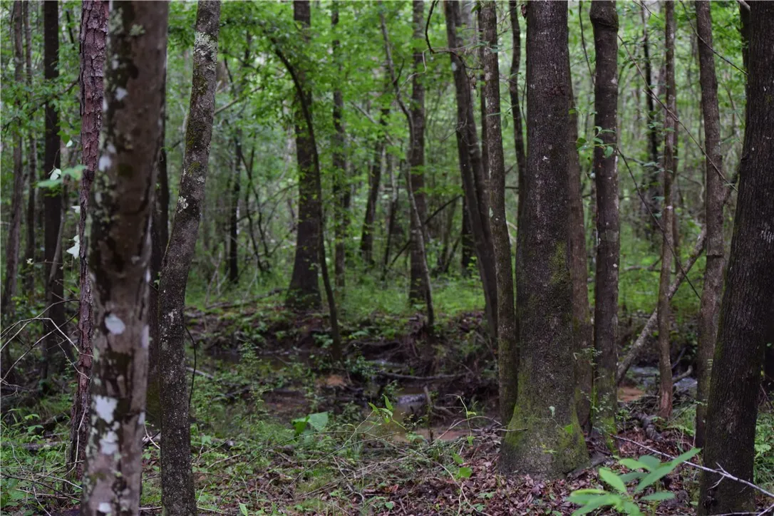 A tranquil, tree-lined landscape with a meandering stream, offering a peaceful natural escape.