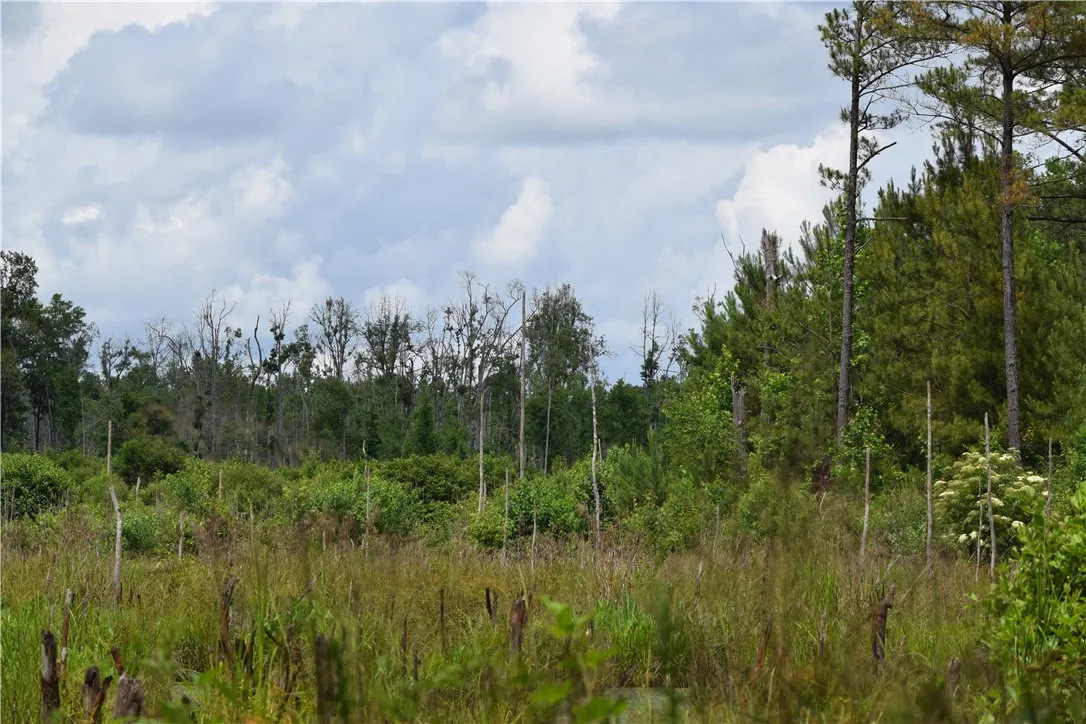 A tranquil, natural wetland with diverse flora awaits your private oasis creation.