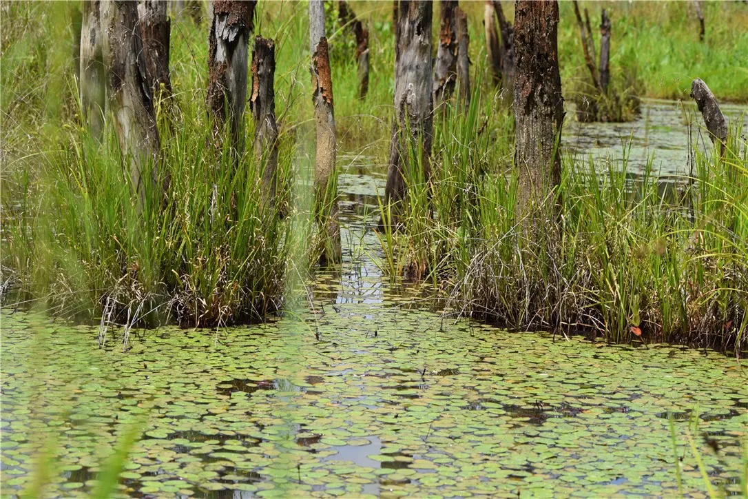 Lily pads blanket a tranquil wetland, punctuated by ancient tree trunks and lush aquatic grasses.