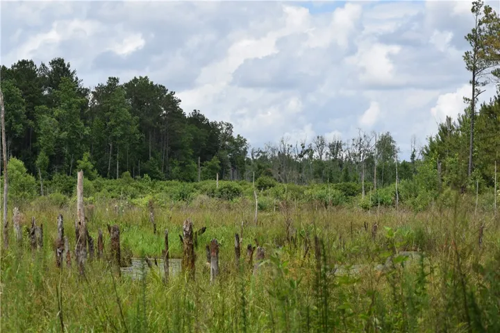 A tranquil marshland vista unfolds, offering a glimpse into untouched natural beauty.