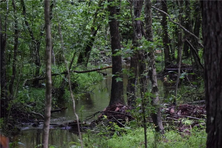 A tranquil stream meanders through a dense, verdant forest.