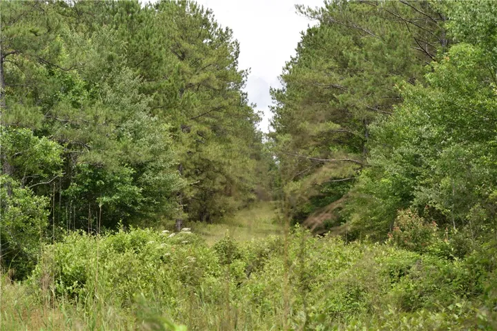 Mature trees frame a verdant, natural setting, ideal for privacy and future development.