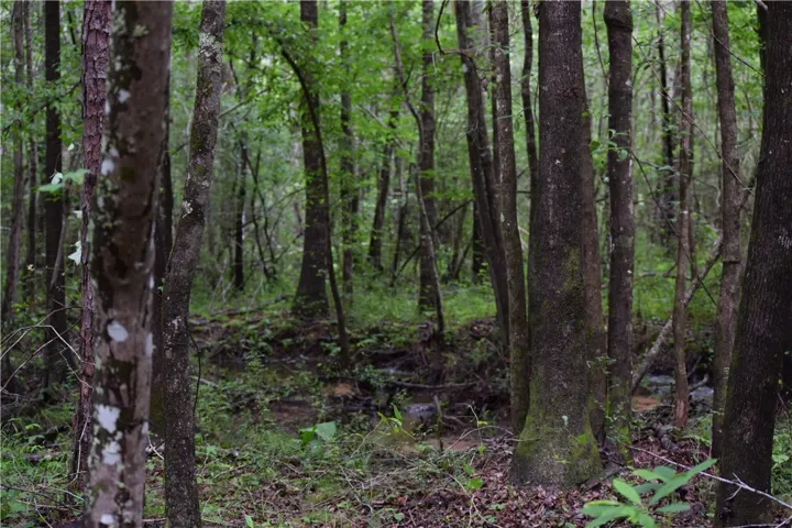 A tranquil, tree-lined landscape with a meandering stream, offering a peaceful natural escape.