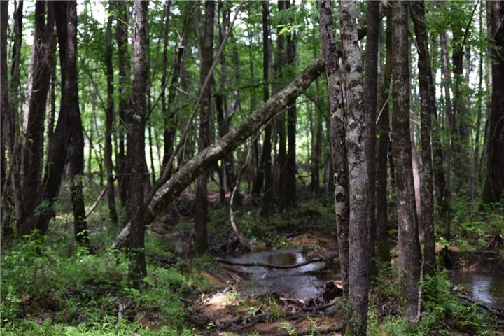A tranquil stream meanders through a lush, verdant forest, offering a serene natural escape.