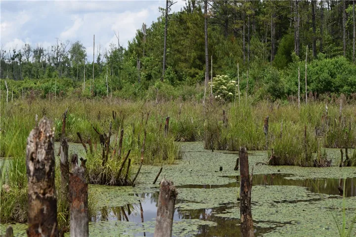 A tranquil marshland vista unfolds, offering a peaceful natural escape.