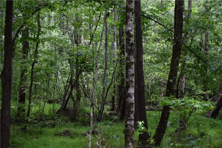 A tranquil, tree-filled landscape awaits, offering a secluded and verdant setting for your future home.