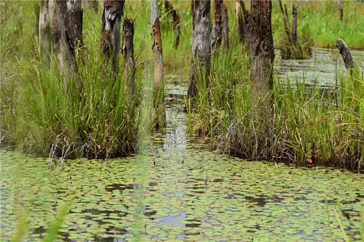 Lily pads blanket a tranquil wetland, punctuated by ancient tree trunks and lush aquatic grasses.