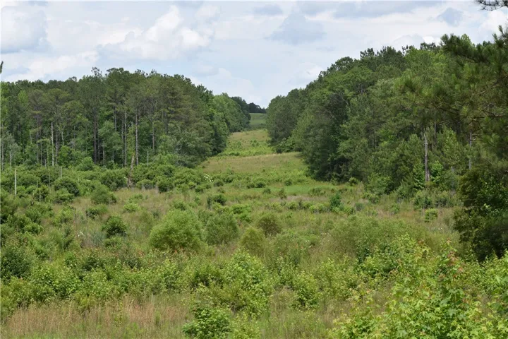 A natural landscape, showcasing a verdant clearing embraced by a mature tree line.