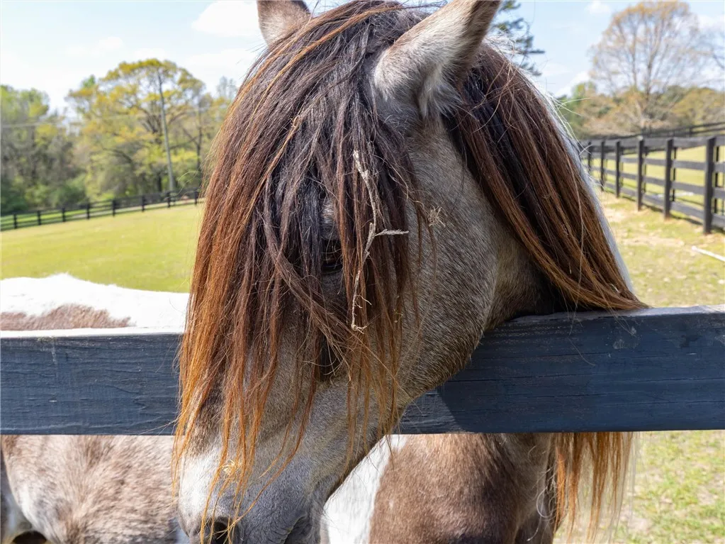Expansive pastures with sturdy fencing, ideal for equestrian pursuits.