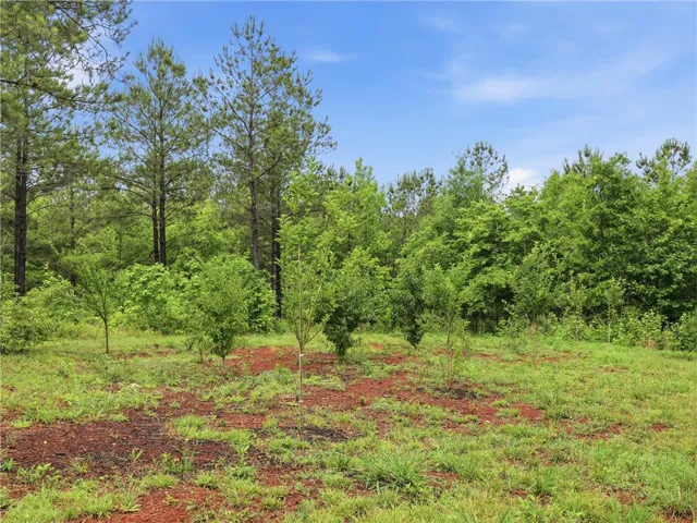 Mature trees and youthful plantings define this generously proportioned, ready-to-build acreage.