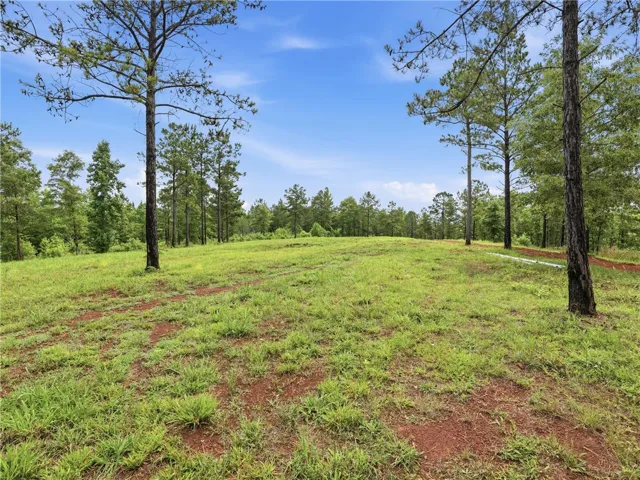 A verdant, open lot, dotted with mature trees and bordered by a lush forest.