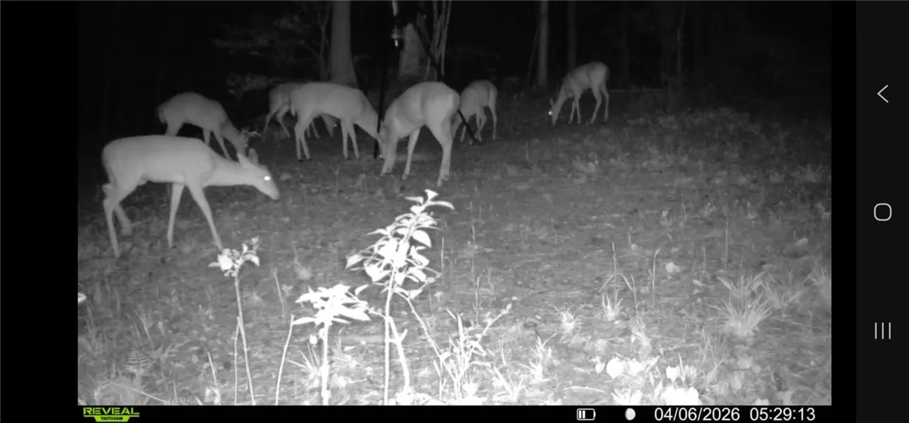 Natural habitat teeming with wildlife, providing a serene outdoor environment for any nature lover.
