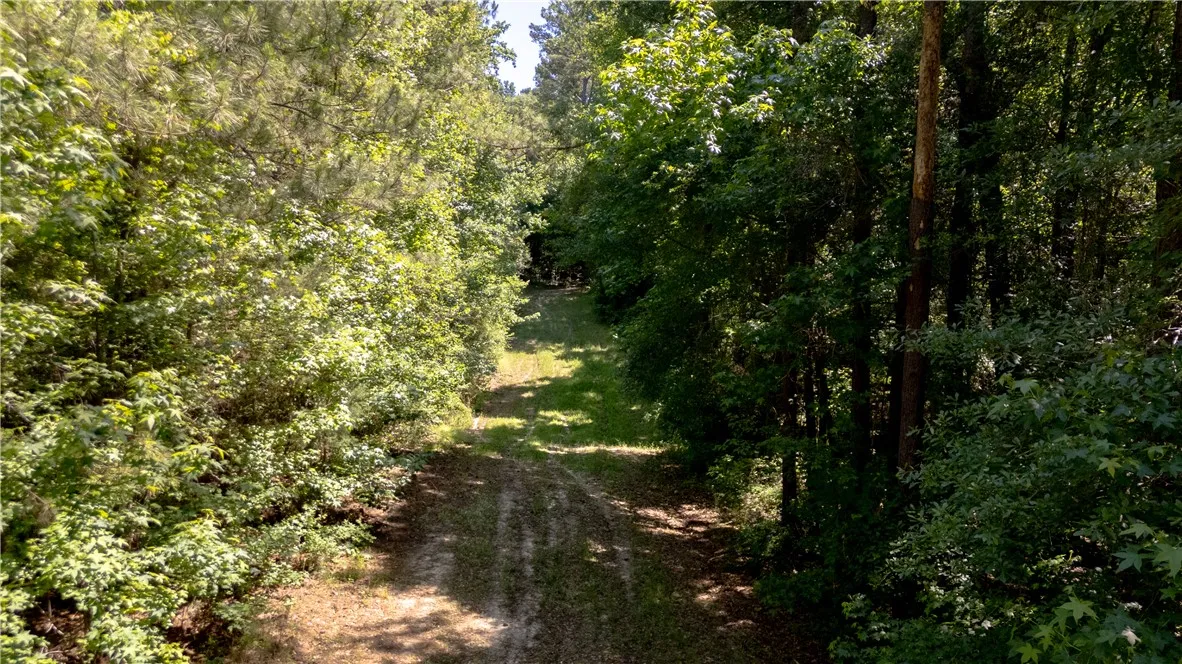 A verdant, tree-lined path beckons into a serene, forested landscape.