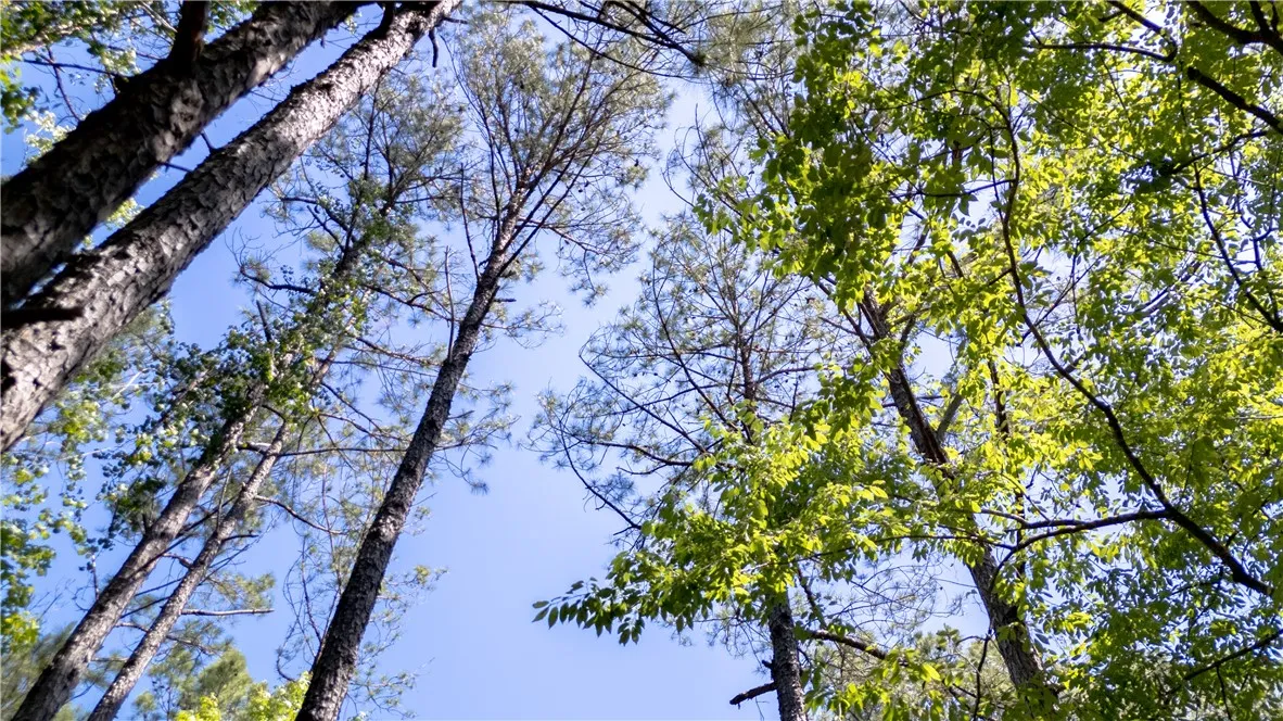 Towering trees create a serene, natural canopy against the bright sky, offering tranquil outdoor living.