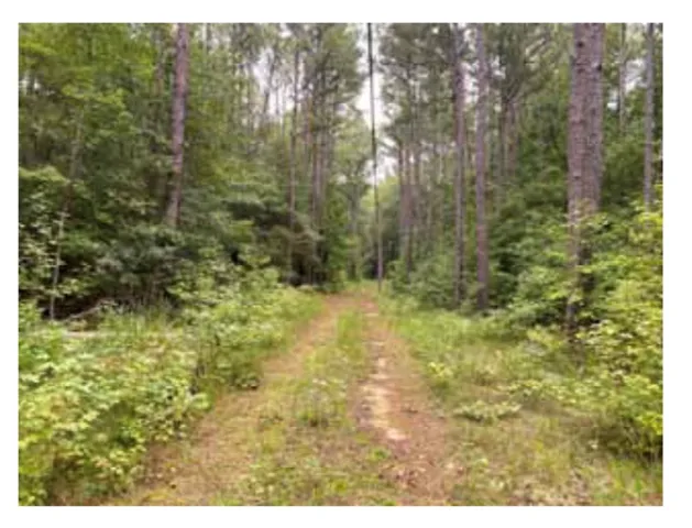 A tranquil, secluded forest path offers direct access to a verdant landscape.