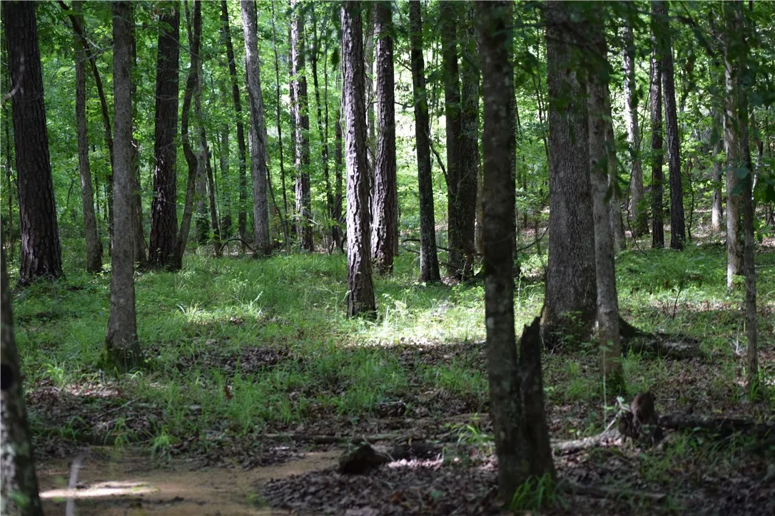 A tranquil wooded setting offers privacy and a peaceful natural environment for your future home.