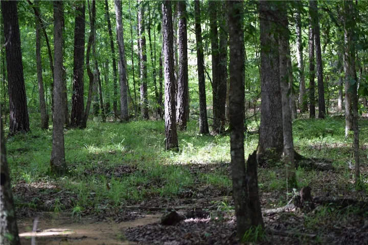 A tranquil wooded setting offers privacy and a peaceful natural environment for your future home.
