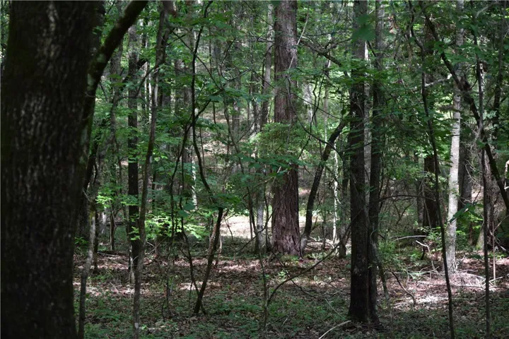 Vast, undeveloped lot surrounded by a dense, verdant forest offers an excellent opportunity for privacy.