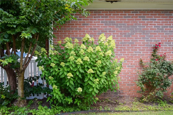 Mature shrubs and blooming hydrangeas adorn a classic brick facade.