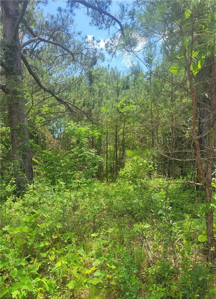 A verdant, undeveloped lot blanketed with diverse trees and lush undergrowth, perfect for a private retreat.