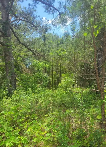 A verdant, undeveloped lot blanketed with diverse trees and lush undergrowth, perfect for a private retreat.