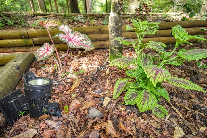 Ground lighting illuminates vibrant foliage, enhancing the garden's natural beauty.