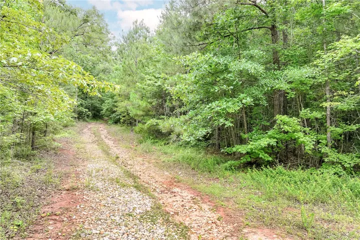 A tranquil, secluded forest path offers direct access to nature's embrace.