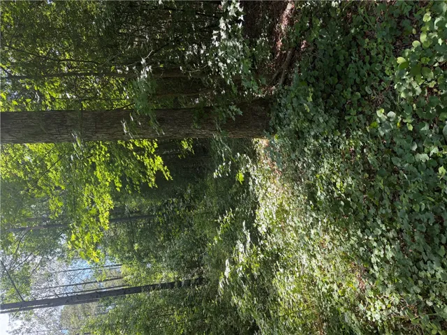 A tranquil, tree-lined path offers natural serenity and verdant surroundings.