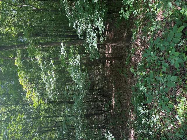 A tranquil wooded lot offers a private, verdant sanctuary for your future home.