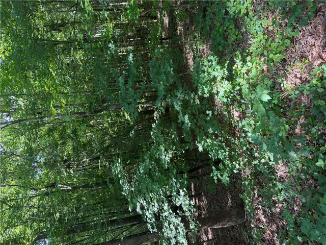 A tranquil, tree-lined path offers a peaceful natural setting.
